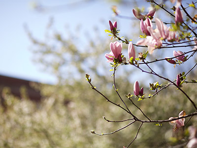 magnolia tree on campus of Pittsburgh Seminary